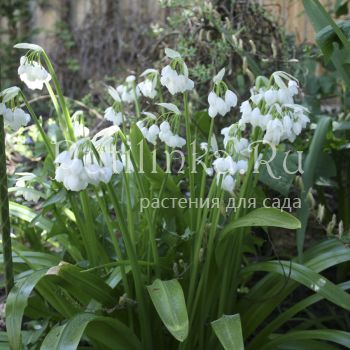 Лук странный (Allium paradoxum ssp. normale)